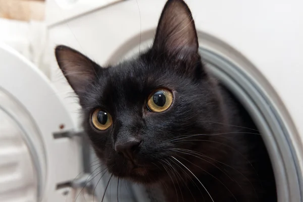 Gato preto em uma máquina de lavar roupa — Fotografia de Stock