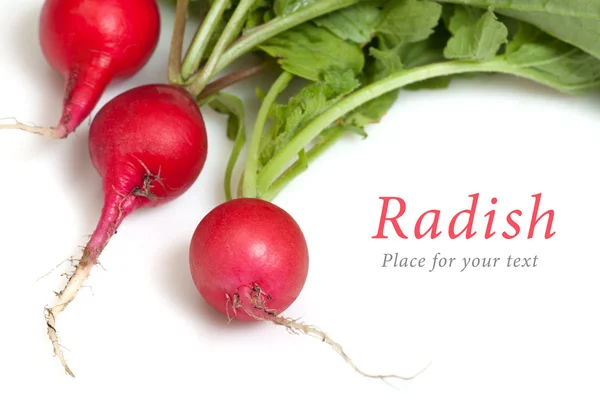 stock image Three radishes