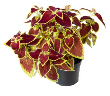 Coleus in a pot clipart