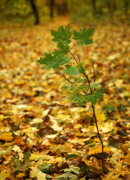 stock image Autumn. A small green maple.