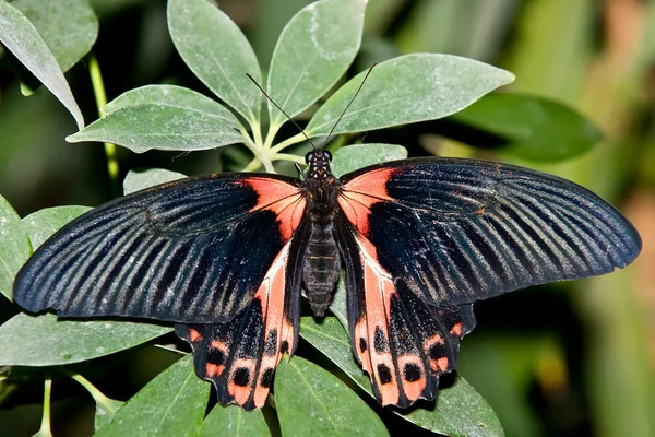 A borboleta tropical — Fotografia de Stock