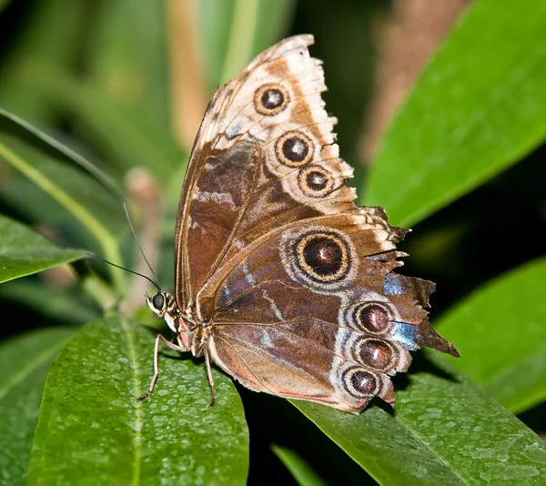 Тропічний метелик — стокове фото