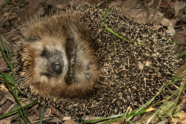 Sleeping Hedgehog — Stock Photo, Image