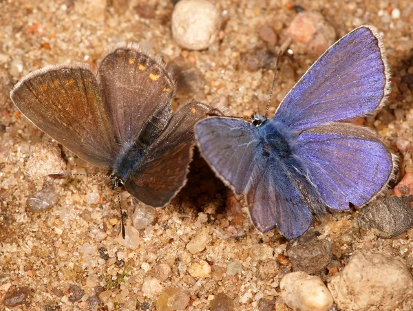 Twee vlinders en — Stockfoto