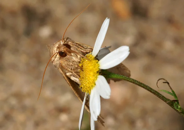 Motýl na květině heřmánkem — Stock fotografie