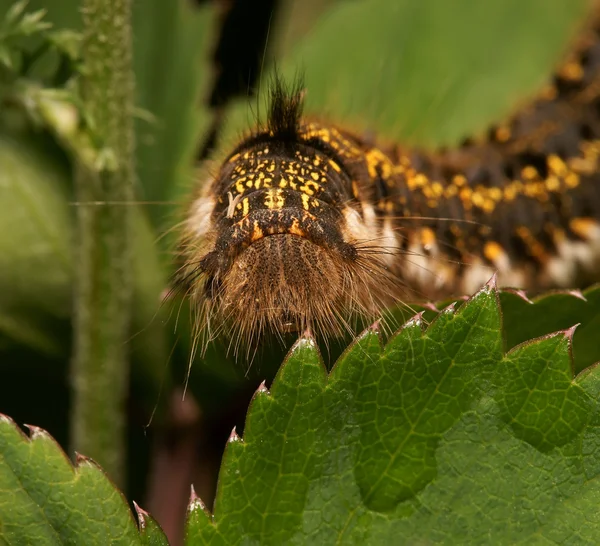Shaggy caterpillar på gröna blad — Stockfoto