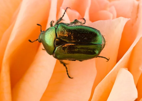 Käfer auf einer Rose — Stockfoto