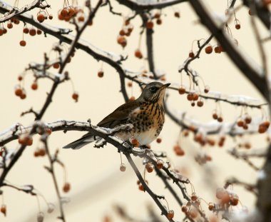 ouzel-rjabinnik dağ kül dal