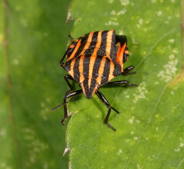 De tuin bug is gefotografeerd door sluiten omhoog op een plant — Stockfoto