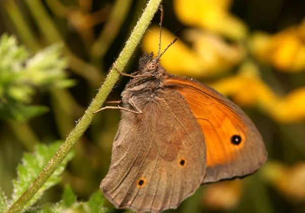 Метелик Краплі Роси — стокове фото
