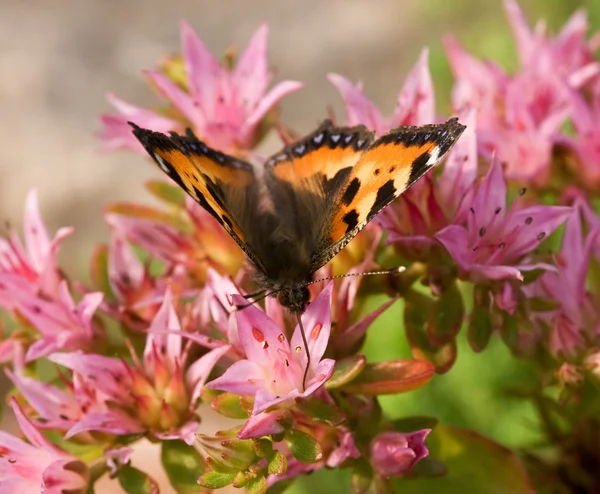 Метелик Пити Нектар — стокове фото