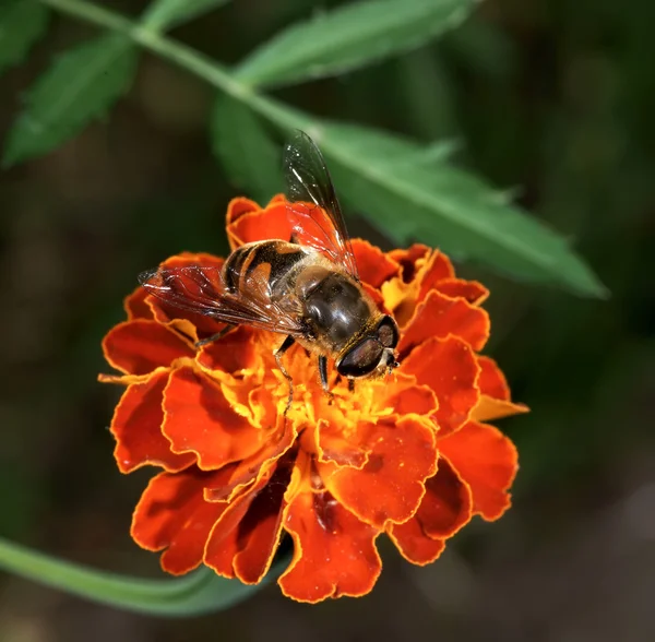Fly Zhurchalka на квітка — стокове фото