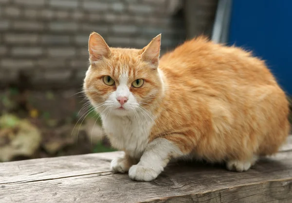 stock image Red cat