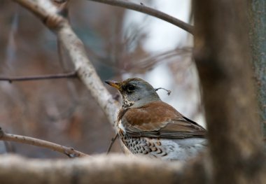 Ouzel-rjabinnik