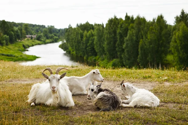 keçi aileye sahip bir dinlenme