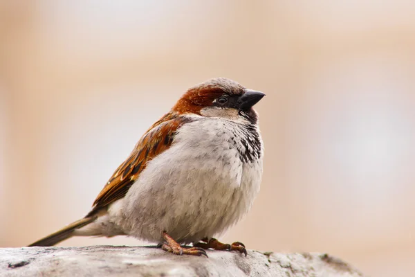 The sparrow fluffy — Stock Photo, Image