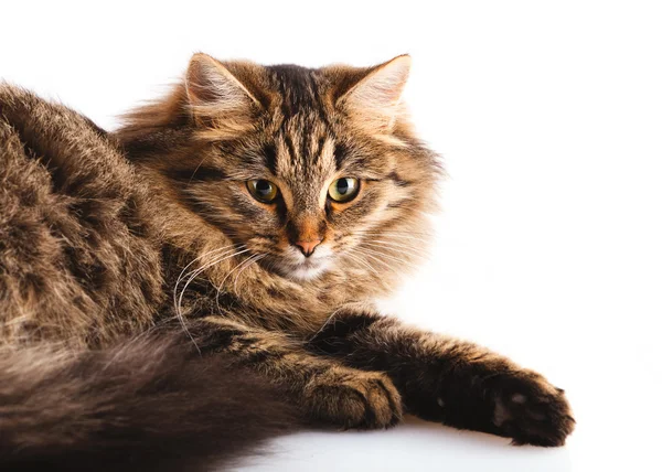 솜 털 고양이 스톡 사진