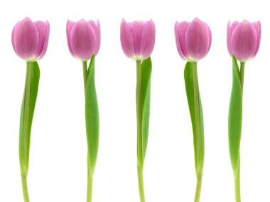 Pink Tulips clipart