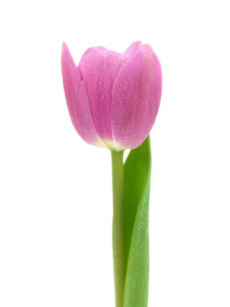 Růžové tulipány — Stock fotografie