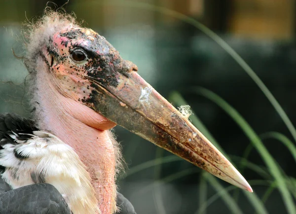 stock image Marabou Stork