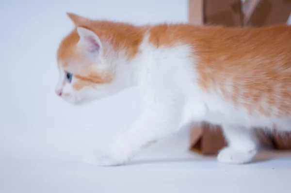 橙色猫咪 — 图库照片