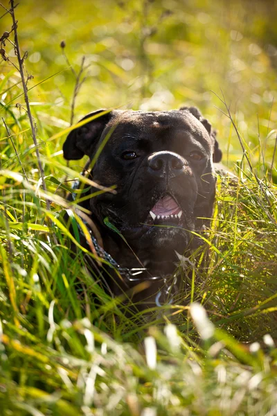 Boxer hund utomhus — Stockfoto