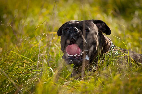 Boxer hond buiten — Stockfoto