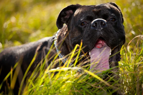 Boxer dog outdoor — Stock Photo, Image
