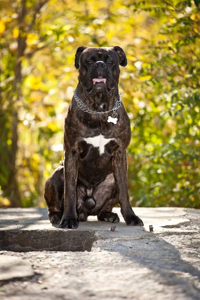 Boxer hond buiten — Stockfoto