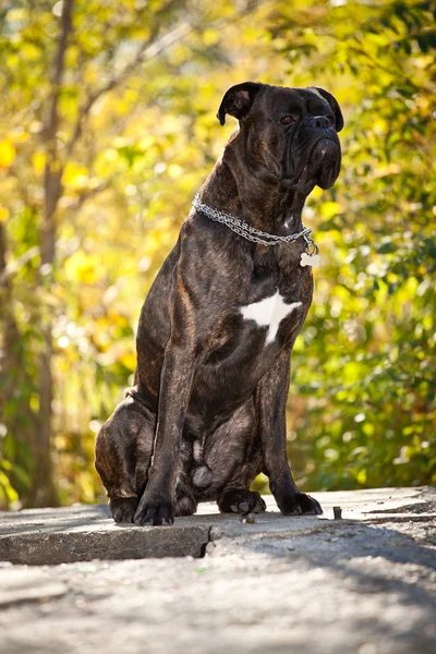 Venkovní psa boxera — Stock fotografie