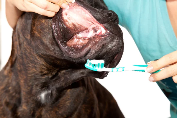Boxer Hund Ohren putzen — Stockfoto