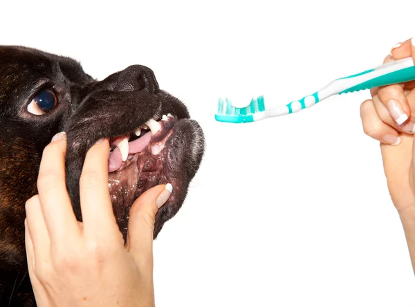 Boxer Hond oren schoonmaken — Stockfoto