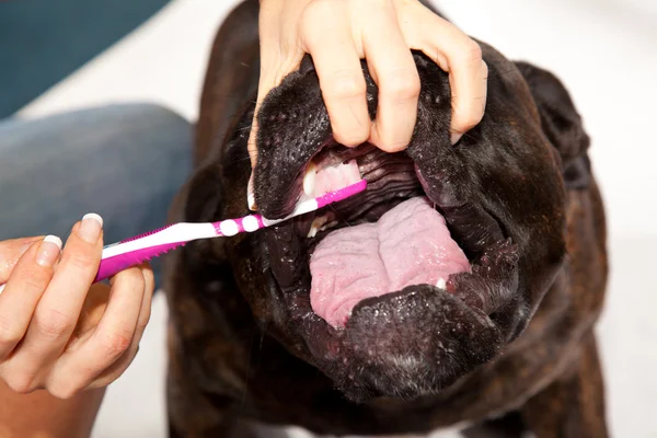 Boxer dog ears cleaning — Stock Photo, Image