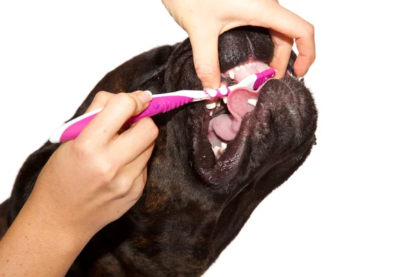 Boxer orelha de cão limpeza — Fotografia de Stock