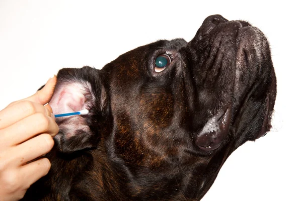 Boxer dog ears cleaning — Stock Photo, Image