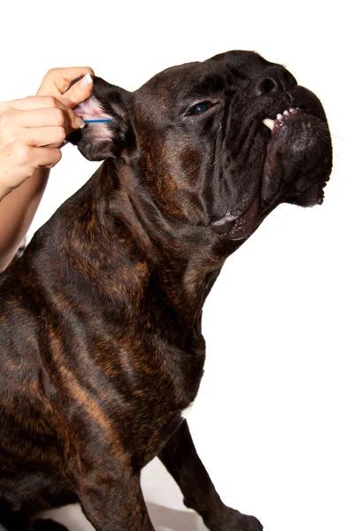 Bokser pies uszy czyszczenia — Zdjęcie stockowe