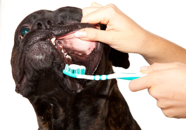 Boxeador perro orejas limpieza Imágenes de stock libres de derechos