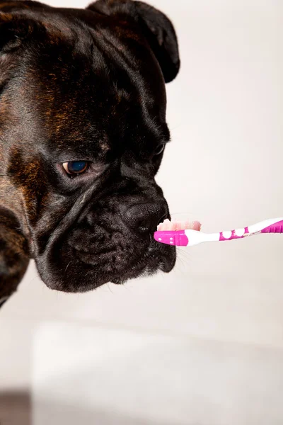 Boxer Hund Ohren putzen Stockfoto