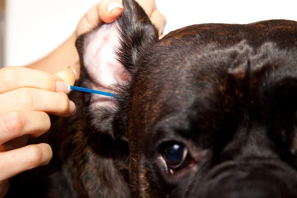 Boxer Hund Ohren putzen Stockbild