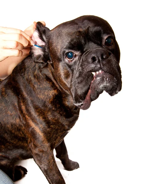 Boxer cane orecchie pulizia Immagine Stock