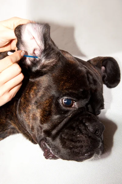 Boxer nettoyage des oreilles de chien Image En Vente
