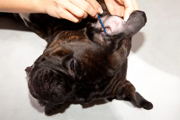 Bokser pies uszy czyszczenia Zdjęcia Stockowe bez tantiem