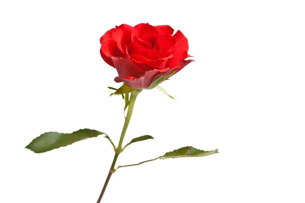 バレンタインデー分離白地に赤いバラ — ストック写真