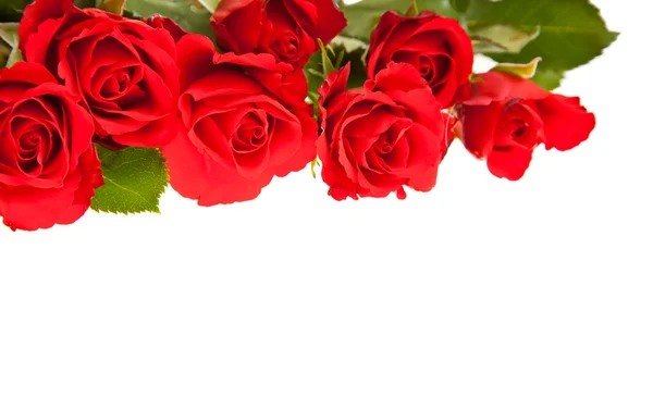 Roses rouges sur fond blanc isolé — Photo