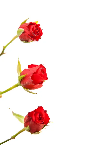 Κόκκινα τριαντάφυλλα σε λευκό απομονωμένο φόντο — Φωτογραφία Αρχείου