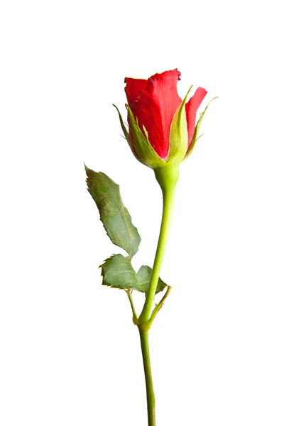 Rosas Rojas Sobre Fondo Blanco Aislado Día San Valentín —  Fotos de Stock