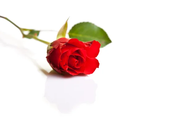 白い孤立した背景に赤いバラ — ストック写真