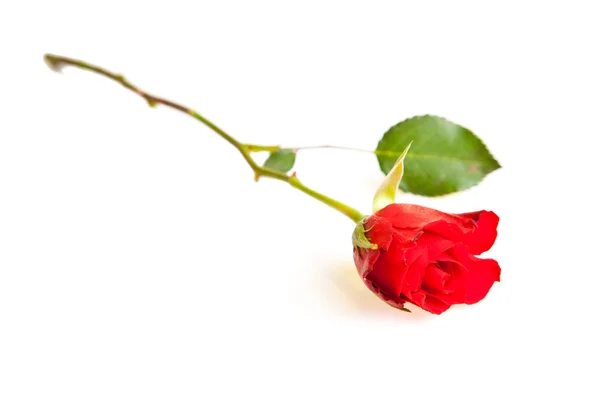 Rode Rozen Witte Geïsoleerde Achtergrond Valentine Dag — Stockfoto