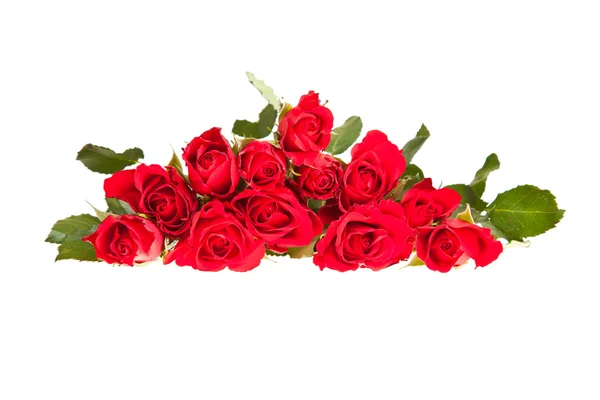 Rose Rosse Sfondo Bianco Isolato San Valentino — Foto Stock