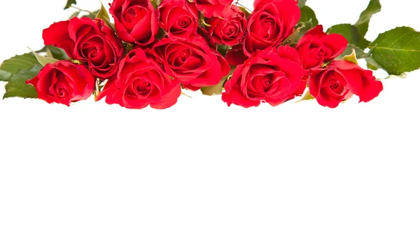 Röda rosor på vit isolerad bakgrund — Stockfoto
